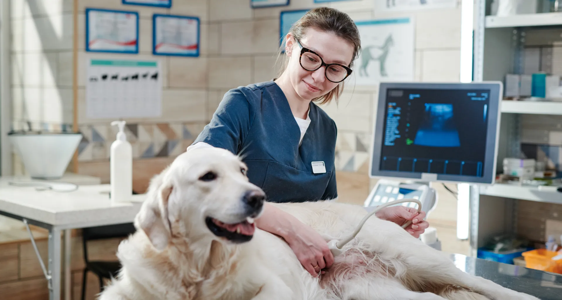 Curso Asistencia Veterinaria