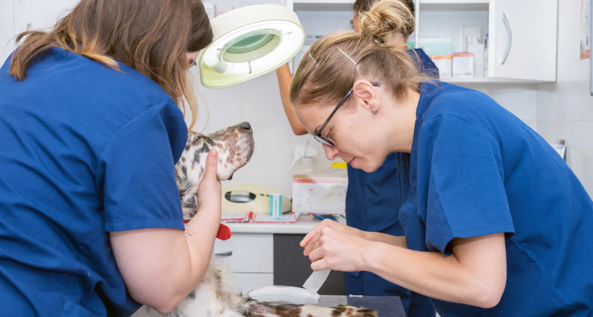 Curso Auxiliar de Veterinaria