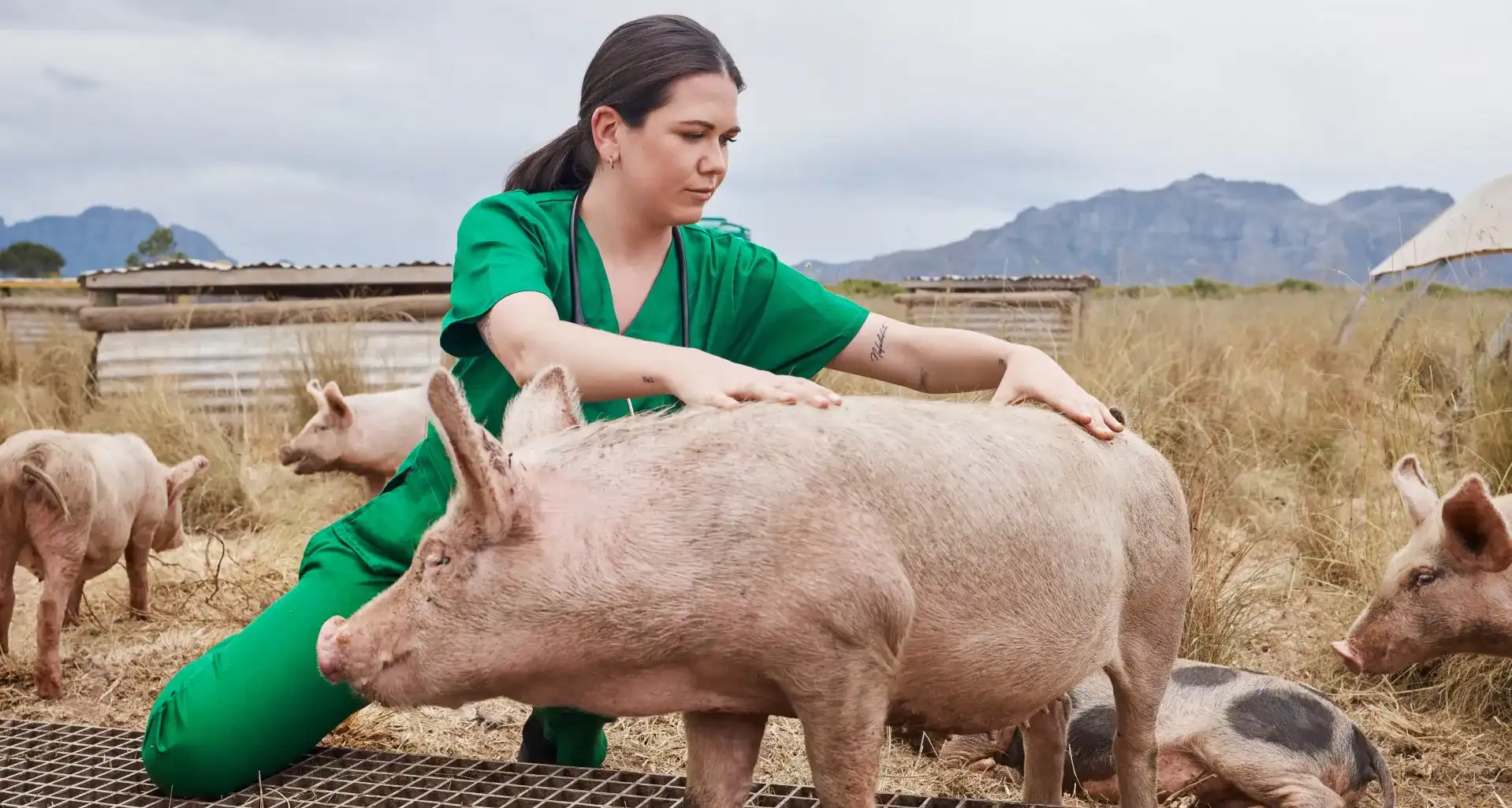 Curso Bienestar Animal en Explotaciones Ganaderas