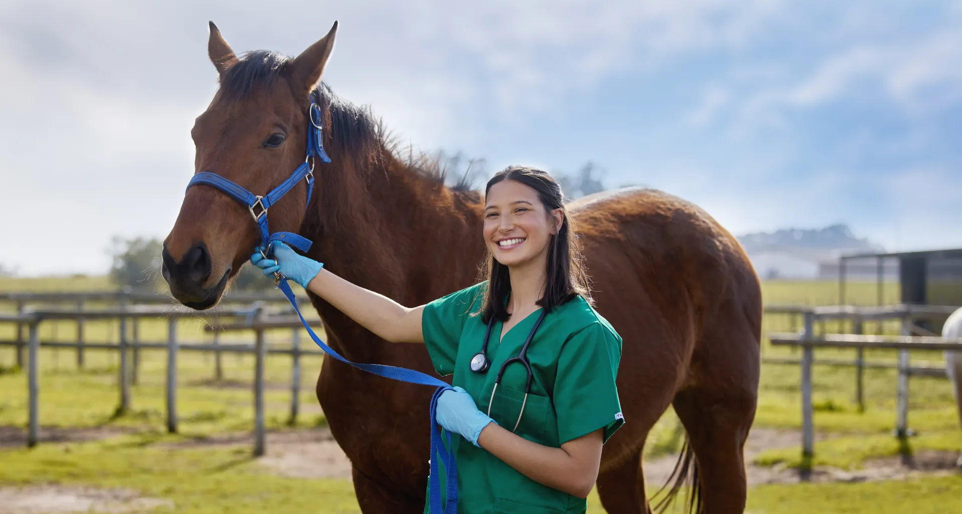 Curso de Auxiliar Veterinario Ecuestre