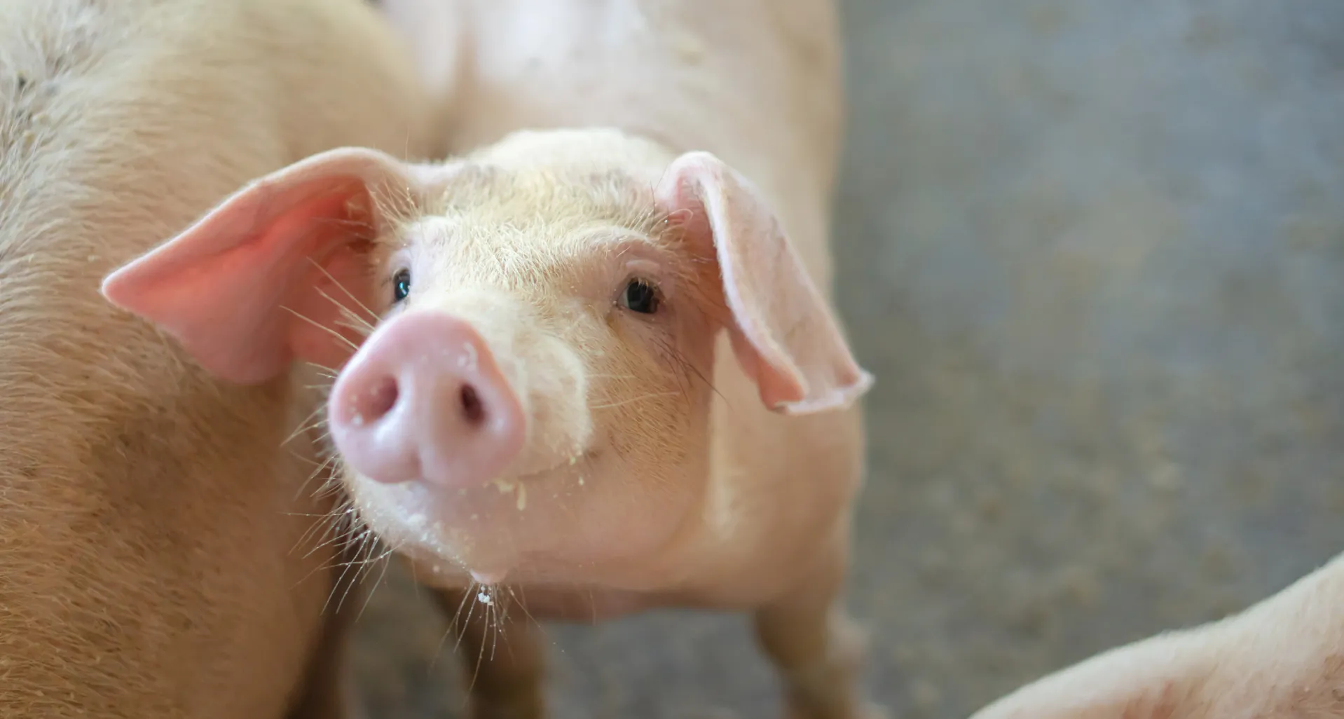 Curso de Bienestar Animal