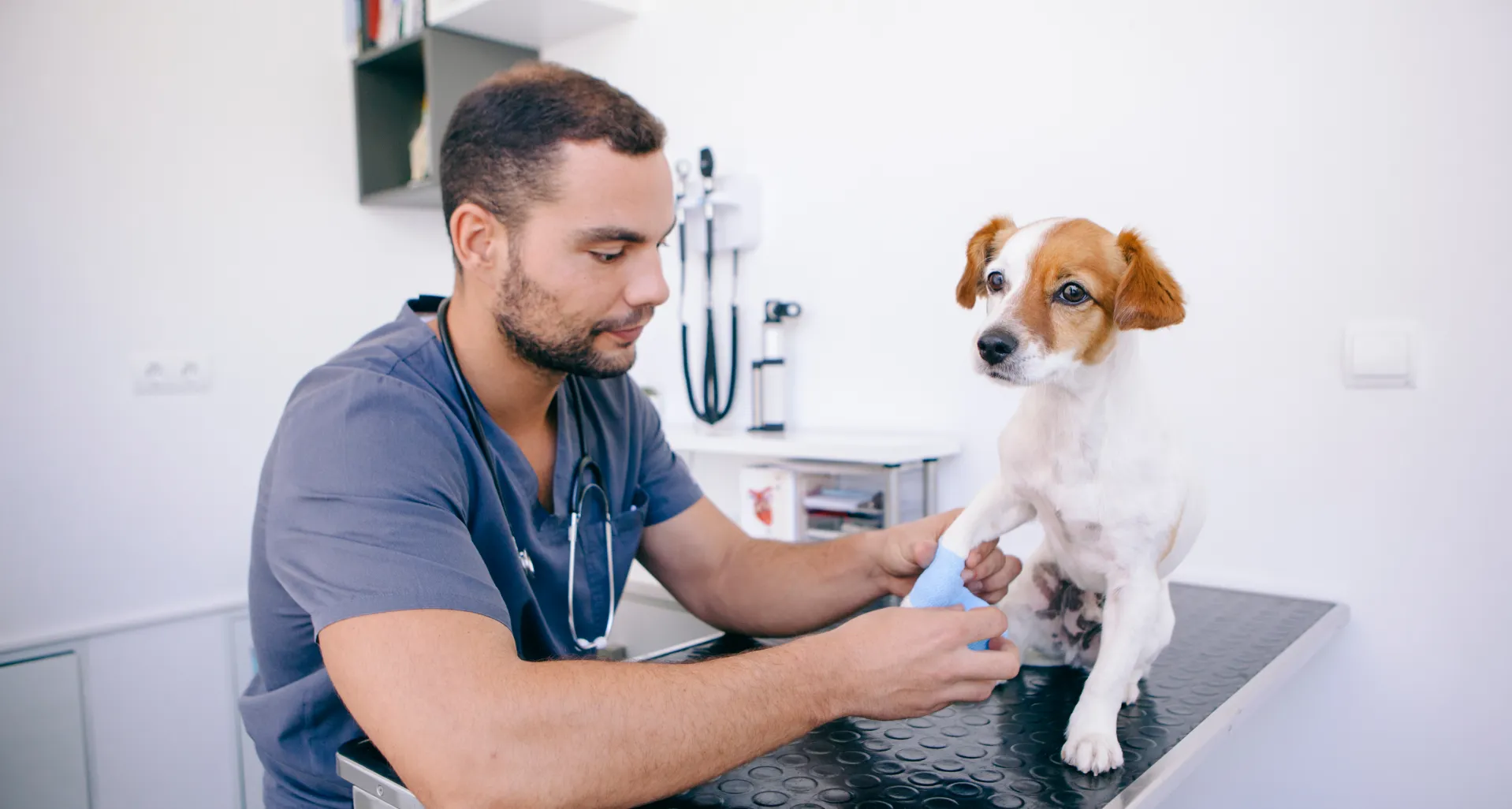 Master Asistencia Veterinaria