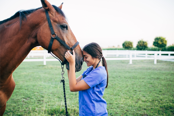 Marcas  Cavalos, Medicina veterinária, Animais de estimação