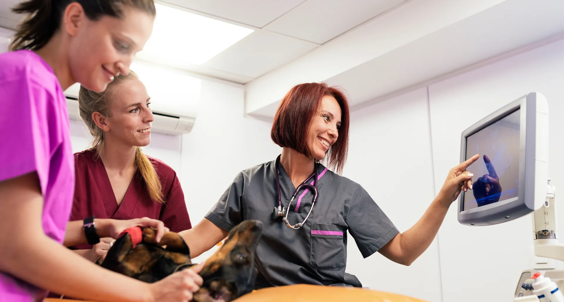 Curso asistencia a la atención clínica en centros veterinarios