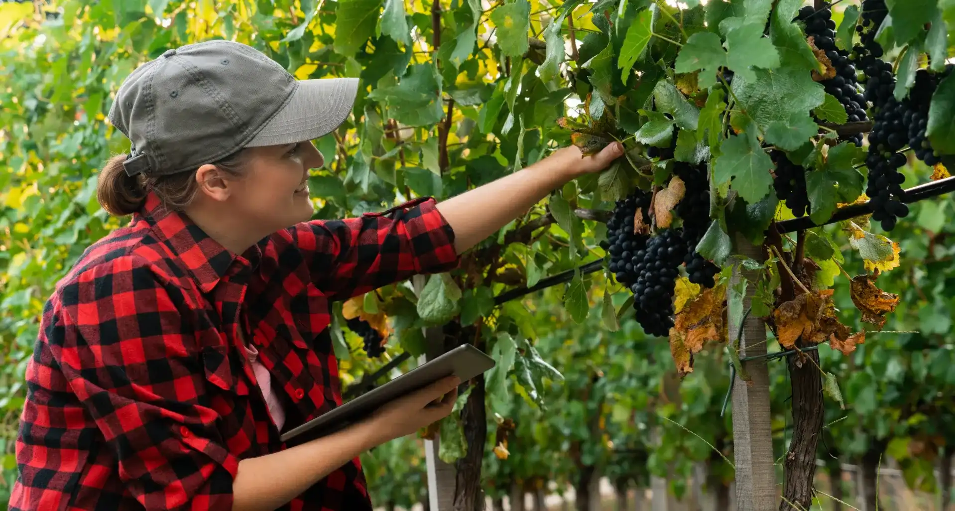 curso enologia, curso viticultura